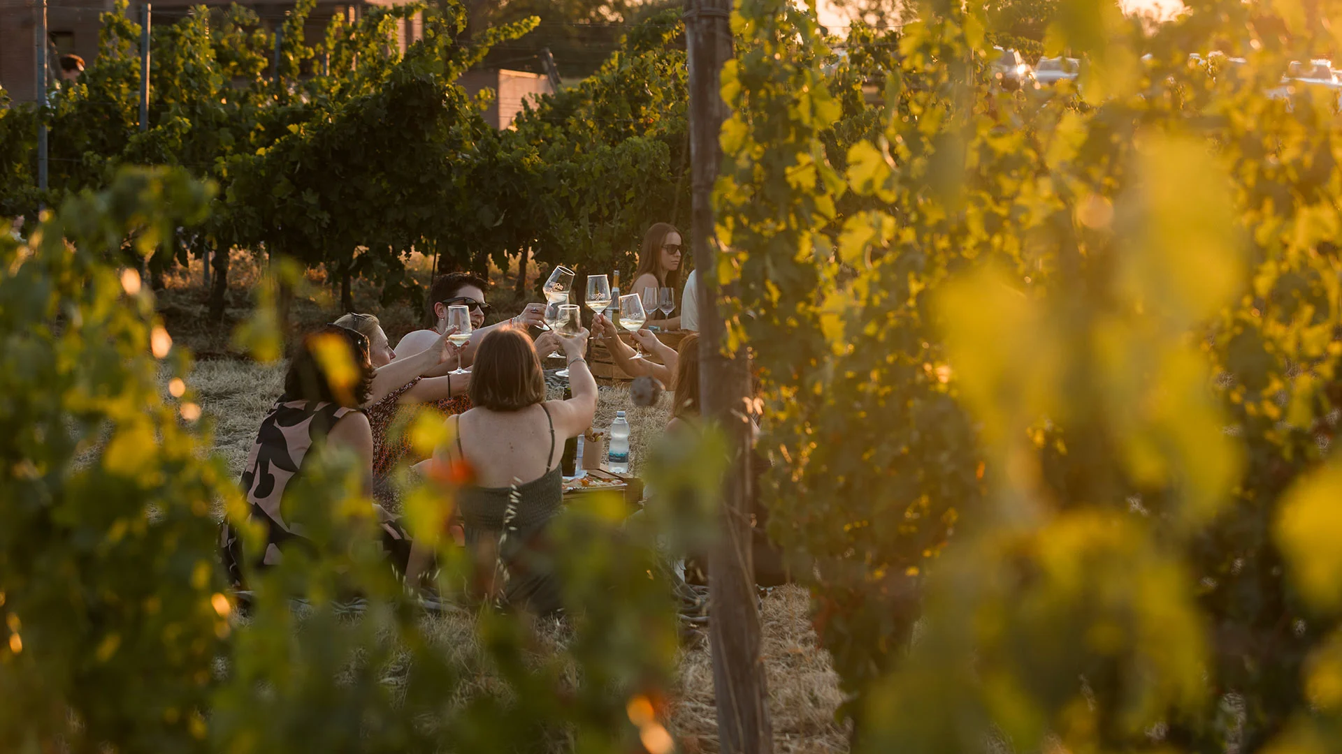 brindisi tra le vigne