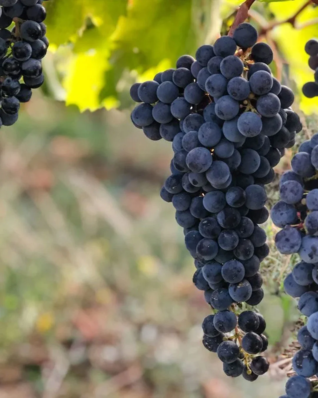 Vigneti esposti a ovest