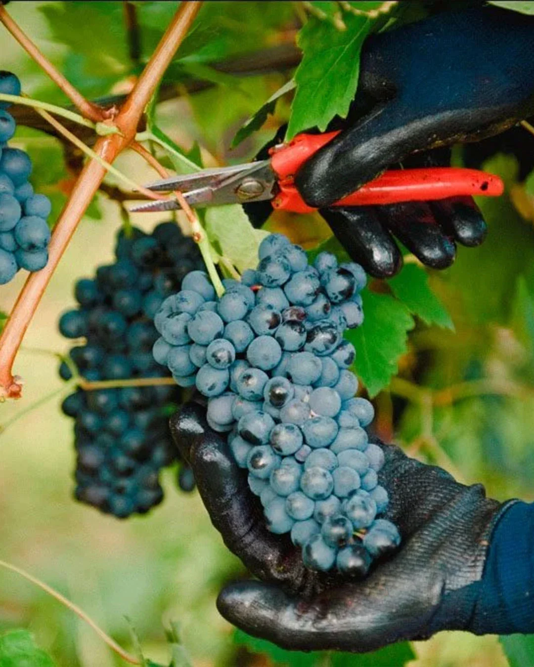 Vigneti esposti a nord-ovest