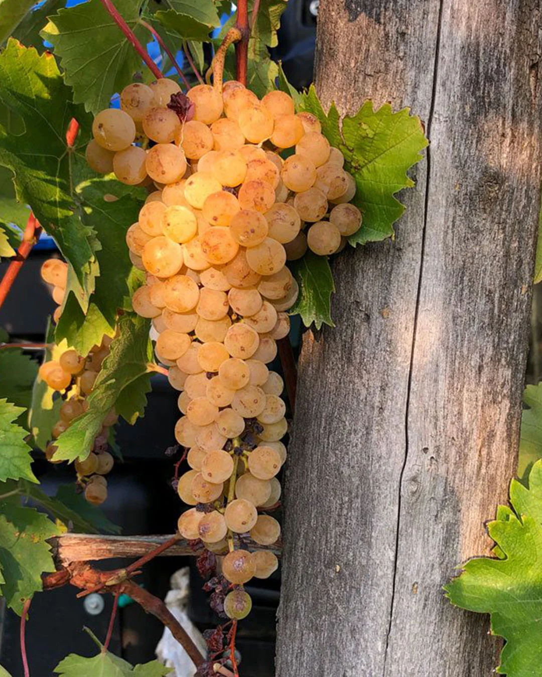 Vigneti esposti a est