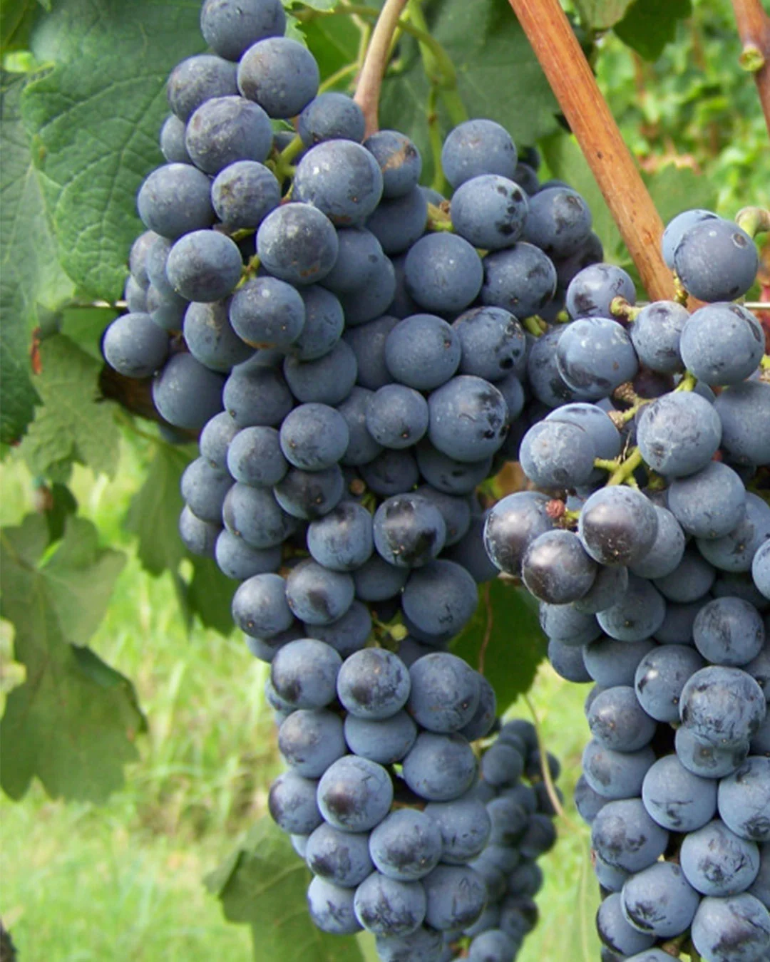 Vigneti situati in piano
