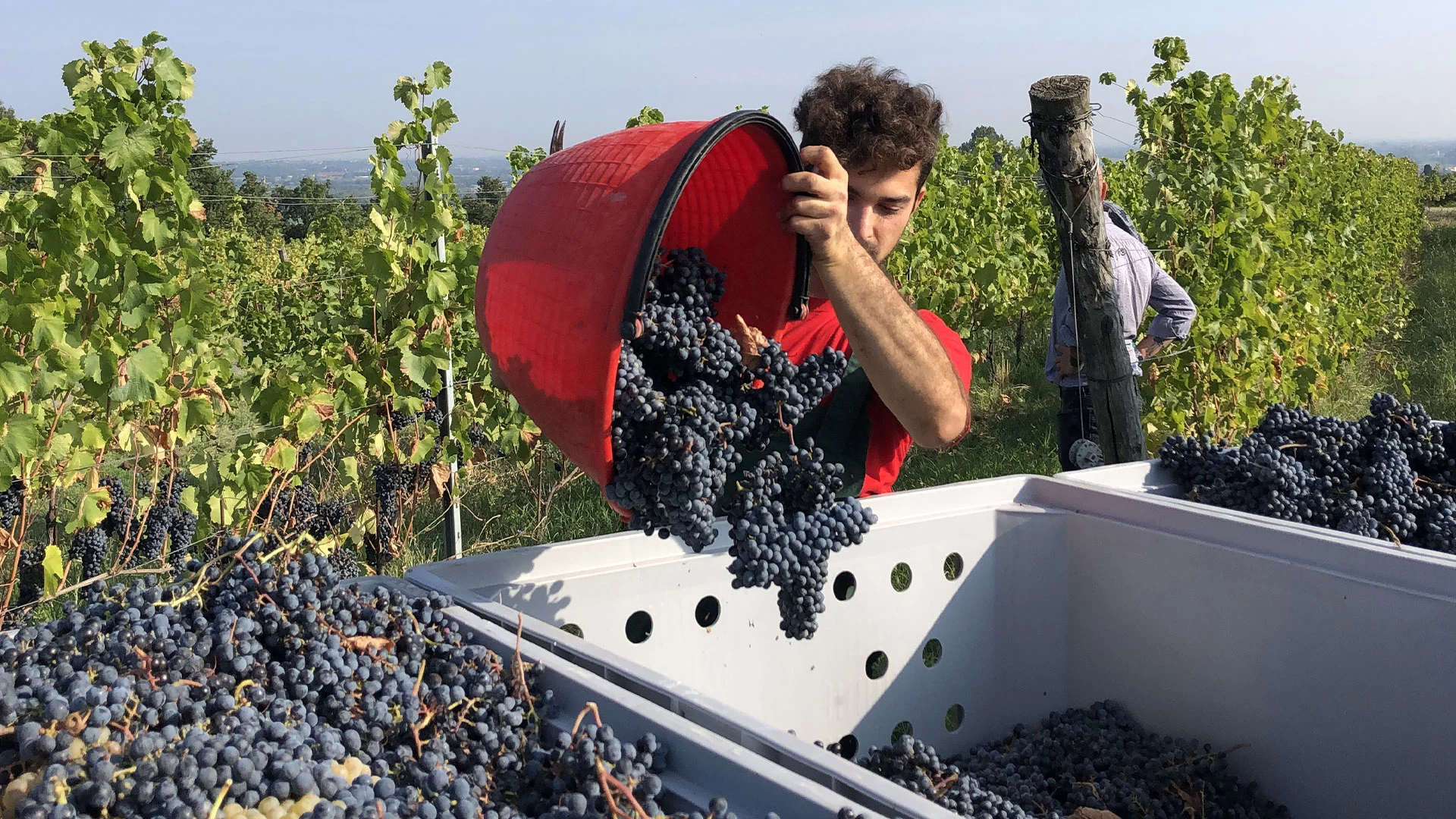durante la vendemmia