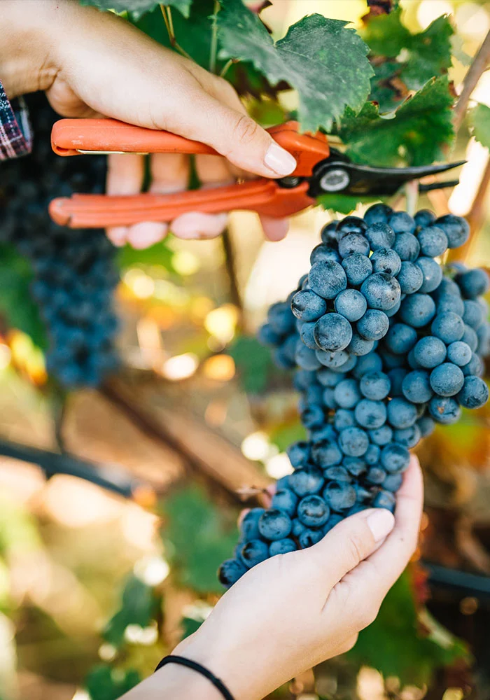 Vendemmia