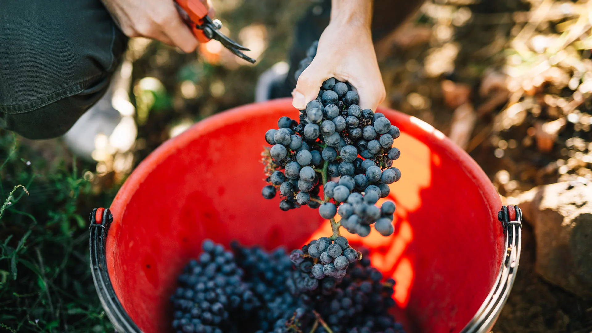 vendemmia monte delle vigne
