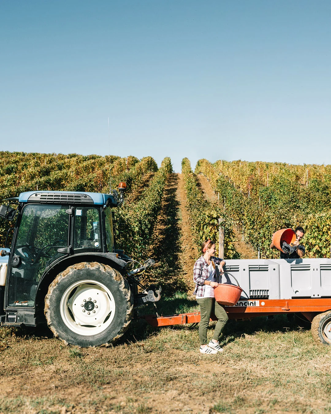 trattore durante la vendemmia