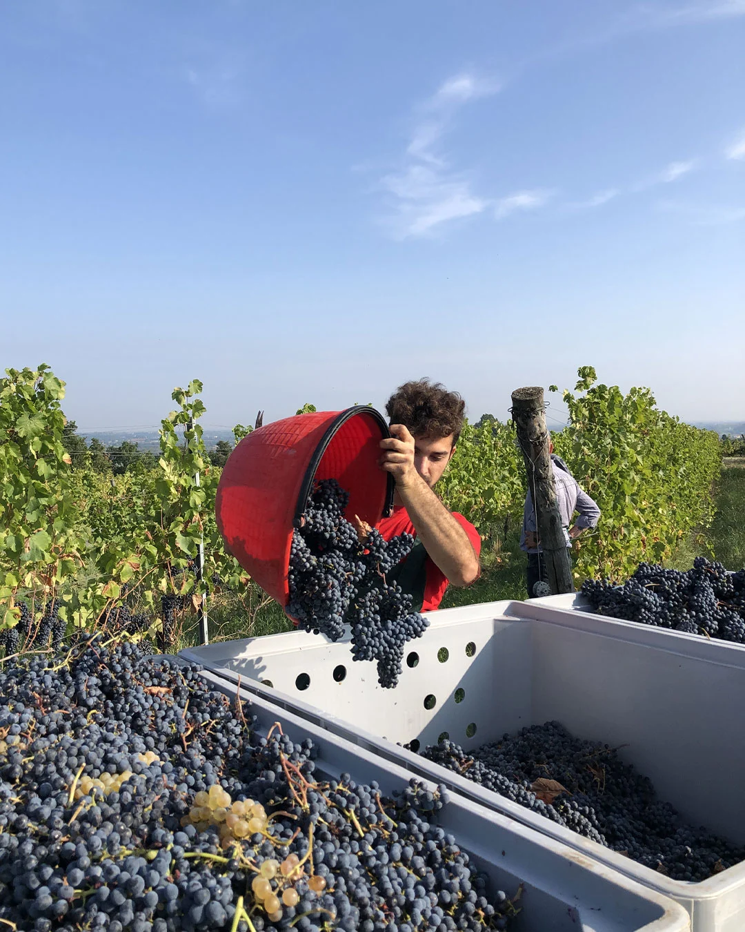 raccolta uva a monte delle vigne