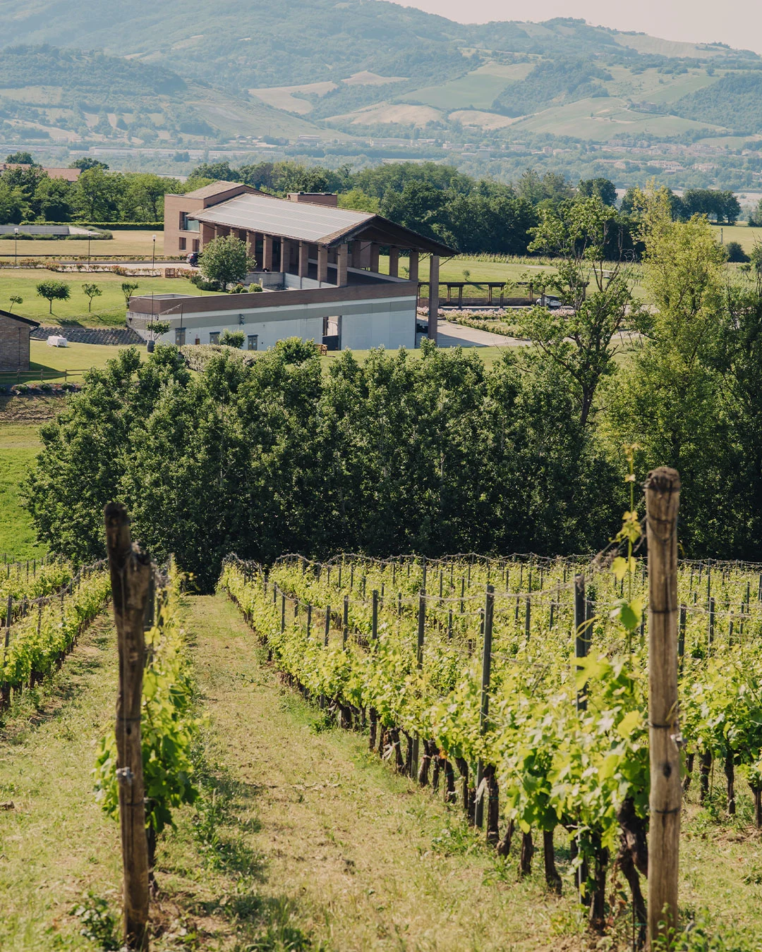 panoramica dei vigneti